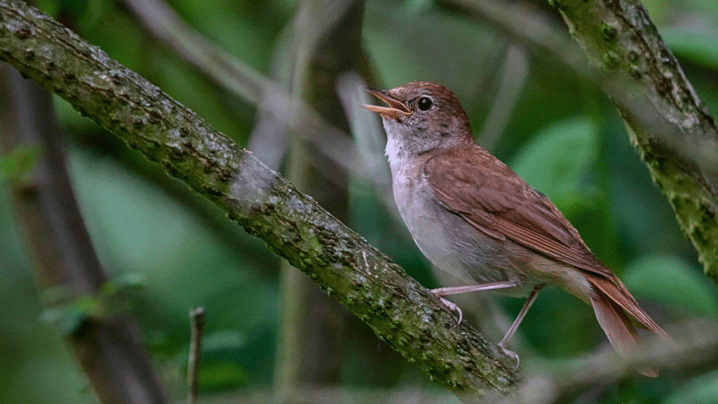 Self-Care – Story of the Tireless Songbird