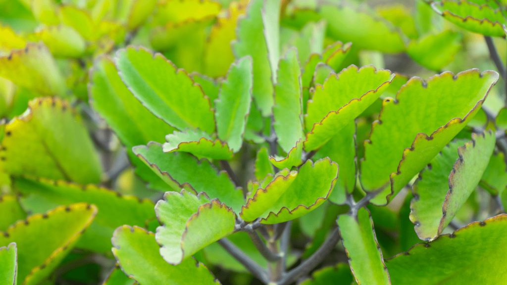 Spiritual Uses of Leaf of Life: A Comprehensive Guide