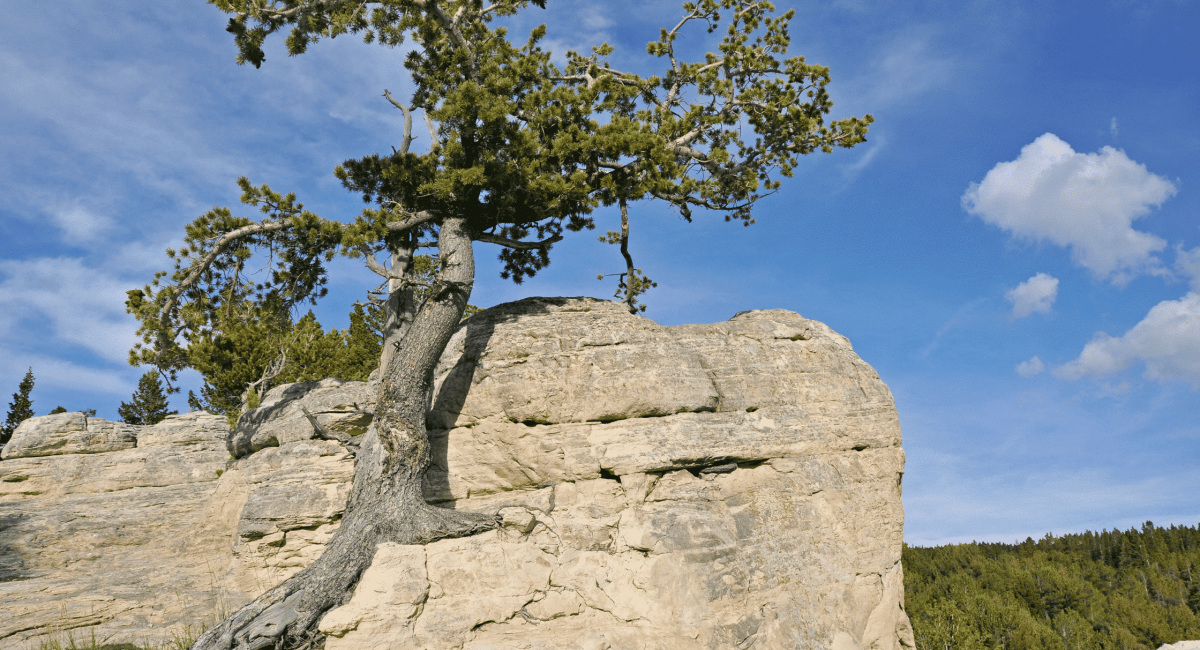 Resilience: The Power to Rise Again