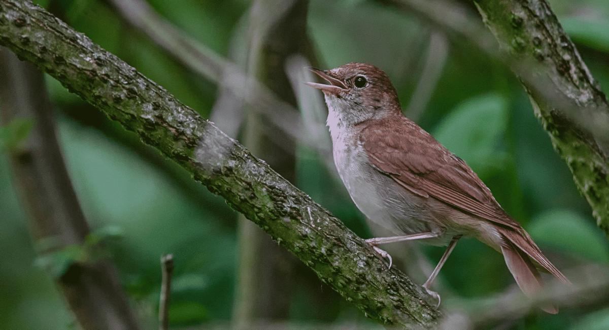 Self-Care – Story of the Tireless Songbird