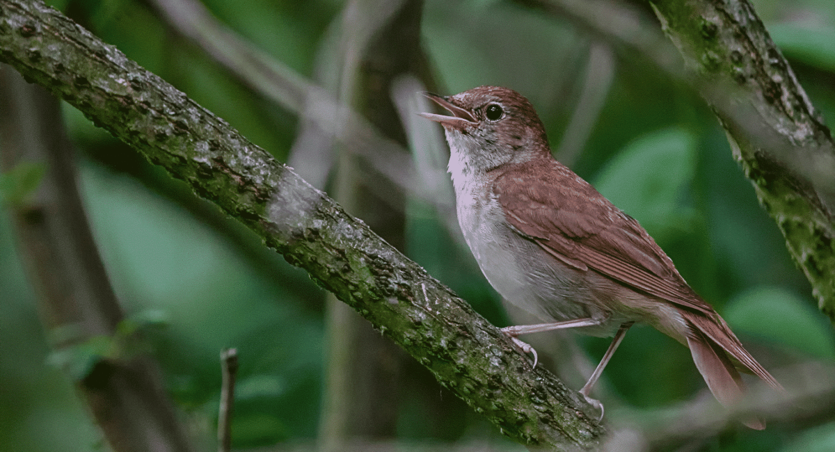 Self-Care – Story of the Tireless Songbird